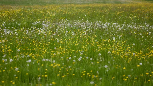 This landscape photograph captures a meadow filled with dandelions and buttercups during the early afternoon in spring. The scene displays vibrant green grass interspersed with numerous yellow buttercups and white dandelion seed heads, characteristic of a flourishing spring meadow. The photograph was taken in daylight, allowing the natural colors and textures of the dandelions and buttercups to stand out across the expanse of the field. There are no distinctive landmarks present, and the focus remains on the dense combination of wildflowers and grass typical of a countryside meadow in springtime.